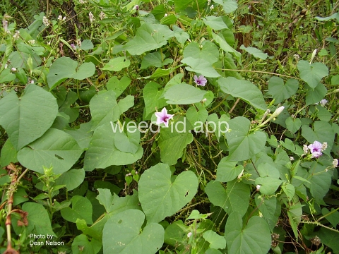 moonflower, purple